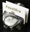 Goniatite & Orthoceras Fossil Card Holder #18271-1